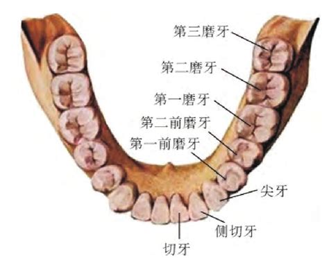 下牙|牙齿解剖：附54个标记和定义的图解 